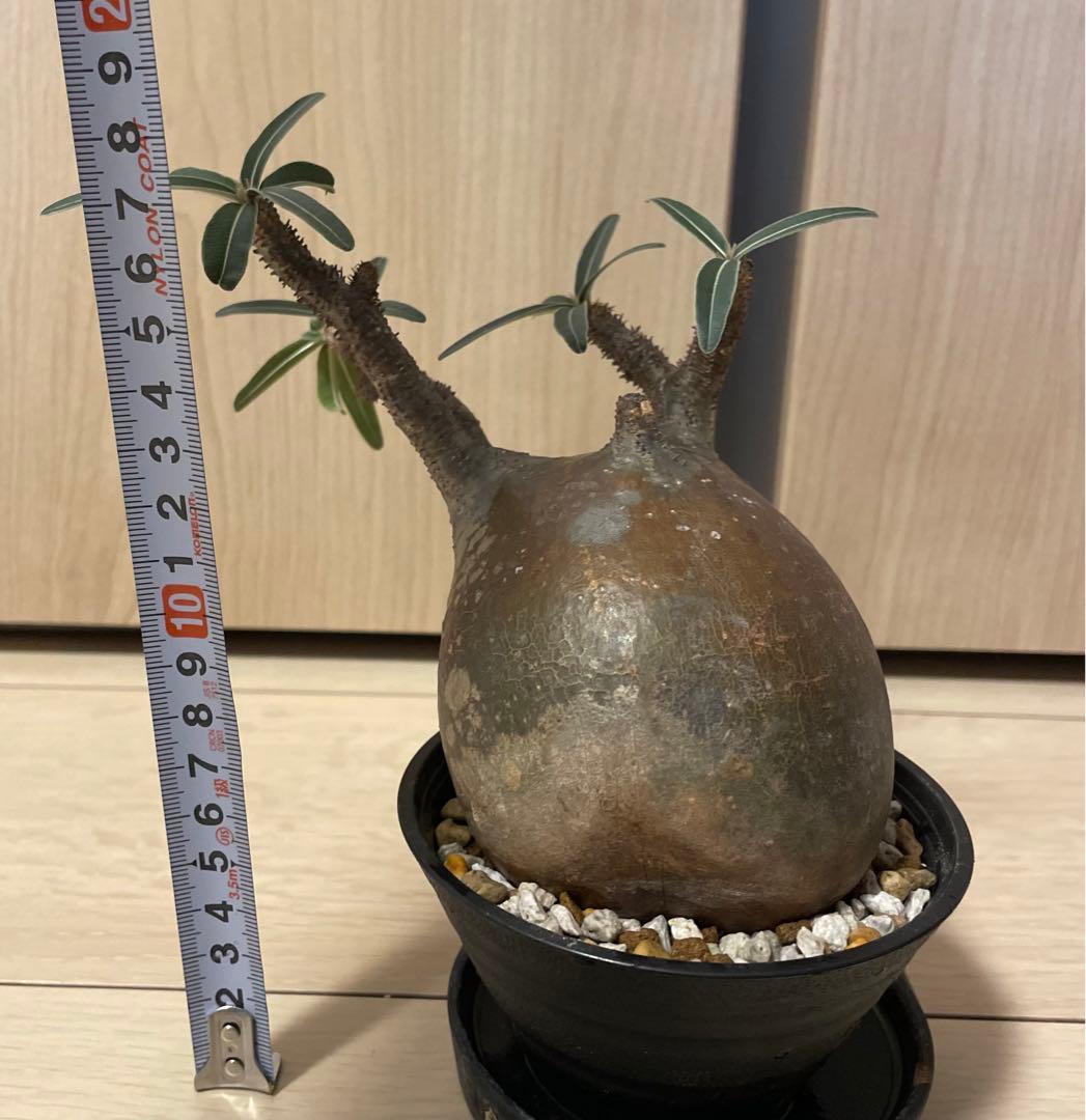 塊根植物 パキポディウム　グラキリス　緑肌　現地球　現地株　発根済み　緑肌