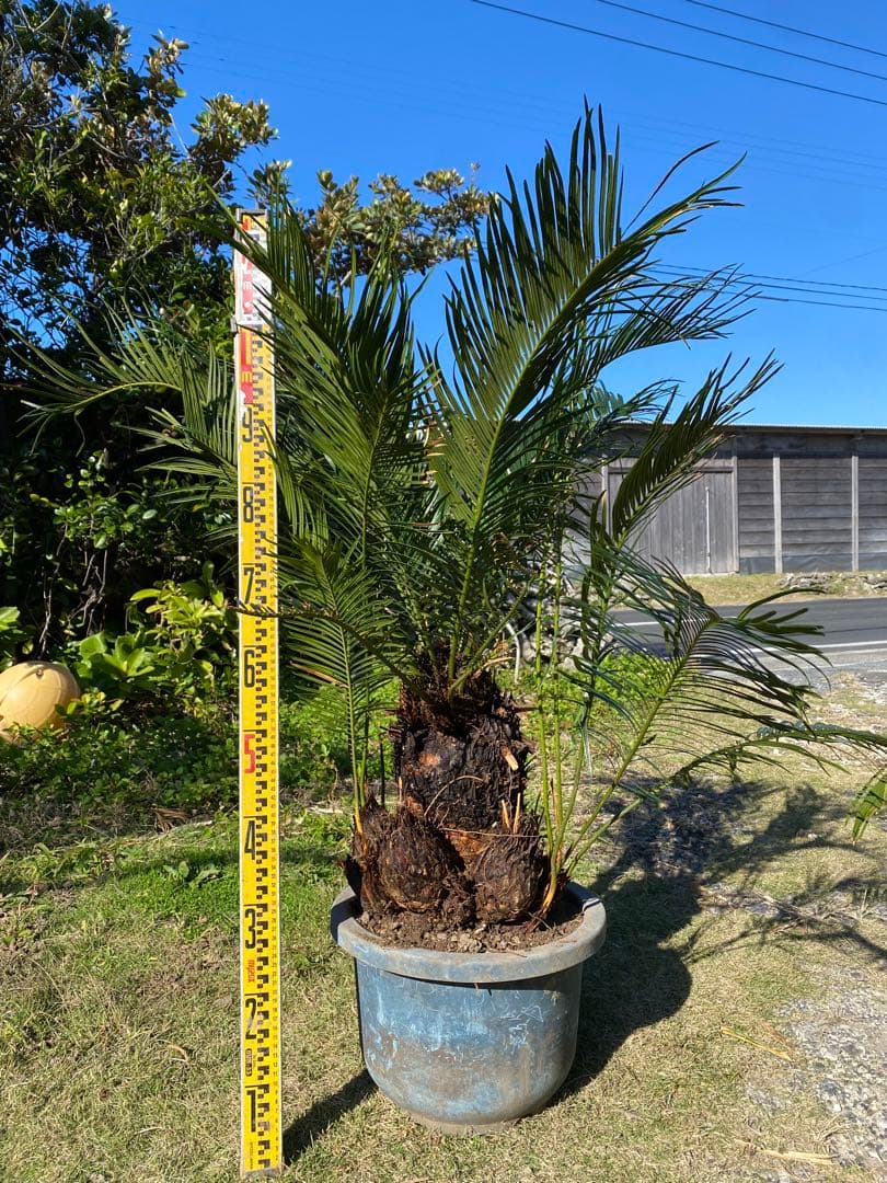 ⭐️【珍しいデザインソテツ】⭐️ソテツ 蘇轍　多頭 奇形