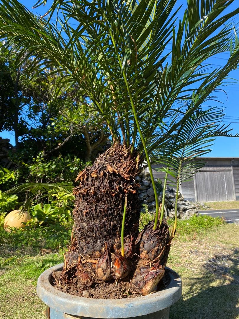 ⭐️【珍しいデザインソテツ】⭐️ソテツ 蘇轍　多頭 奇形