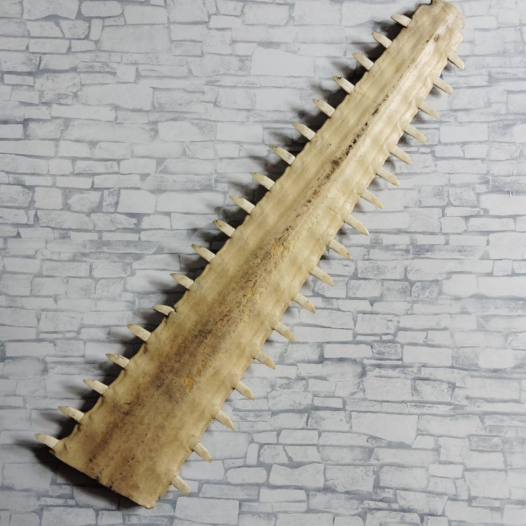 ​【超希少・特大80cm】ノコギリギス 吻 剥製 ブラジル ノコギリザメ 天然物