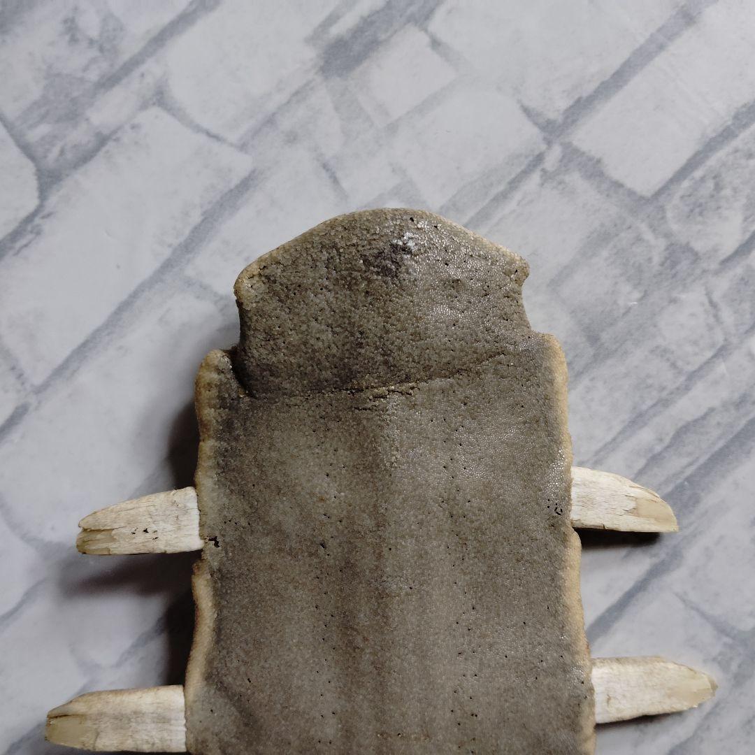 ​【超希少・特大80cm】ノコギリギス 吻 剥製 ブラジル ノコギリザメ 天然物