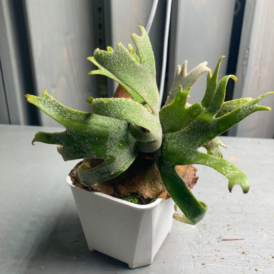 ビカクシダ ジェイドガールスポア　ウィリンキー　jade girl 胞子