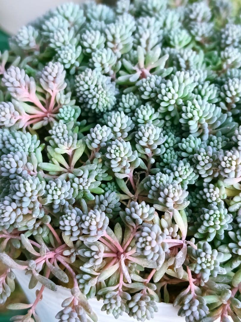 多肉植物　セダム　ヒスパニカムプルプレア　20カット