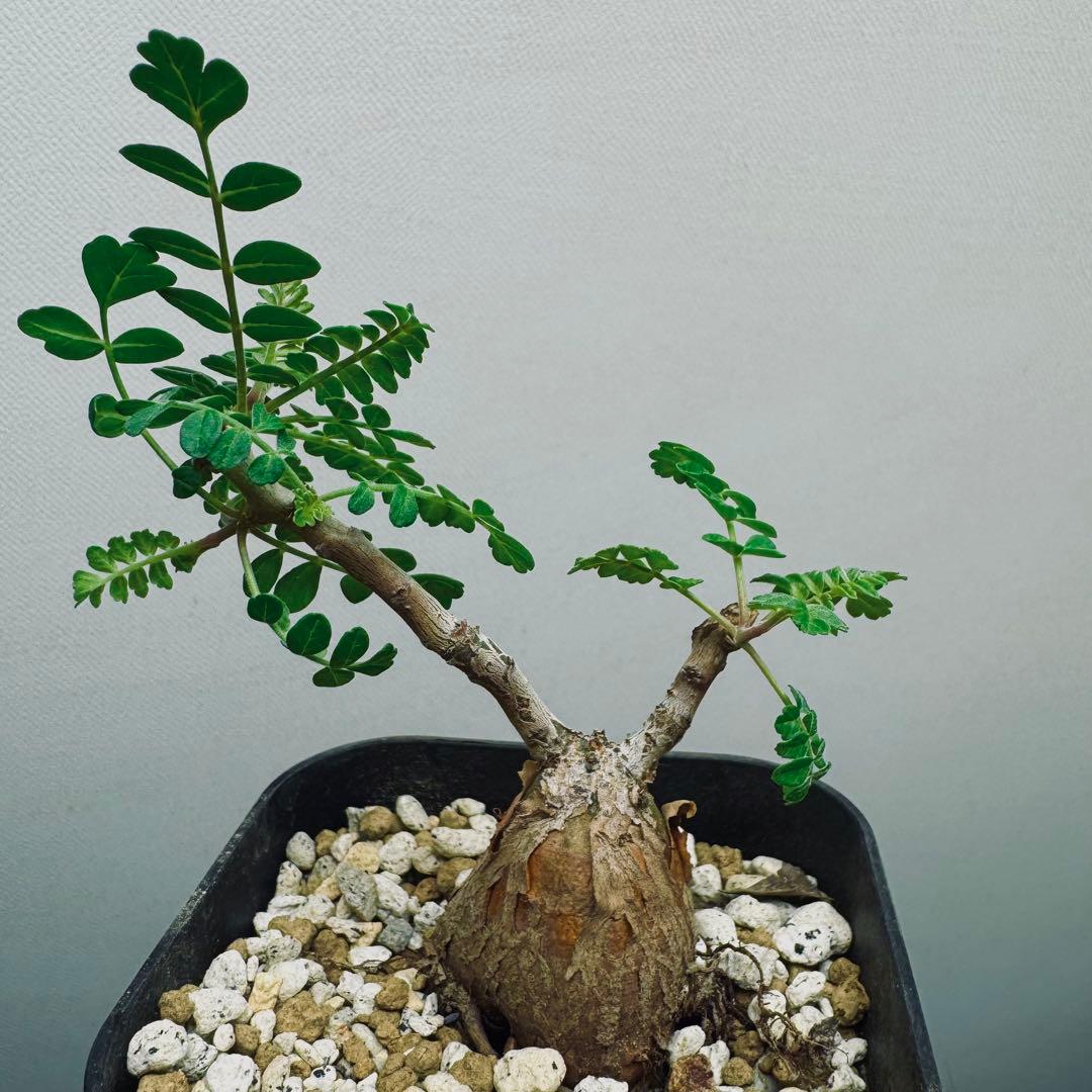 【実生素材】パキコルムスディスカラー