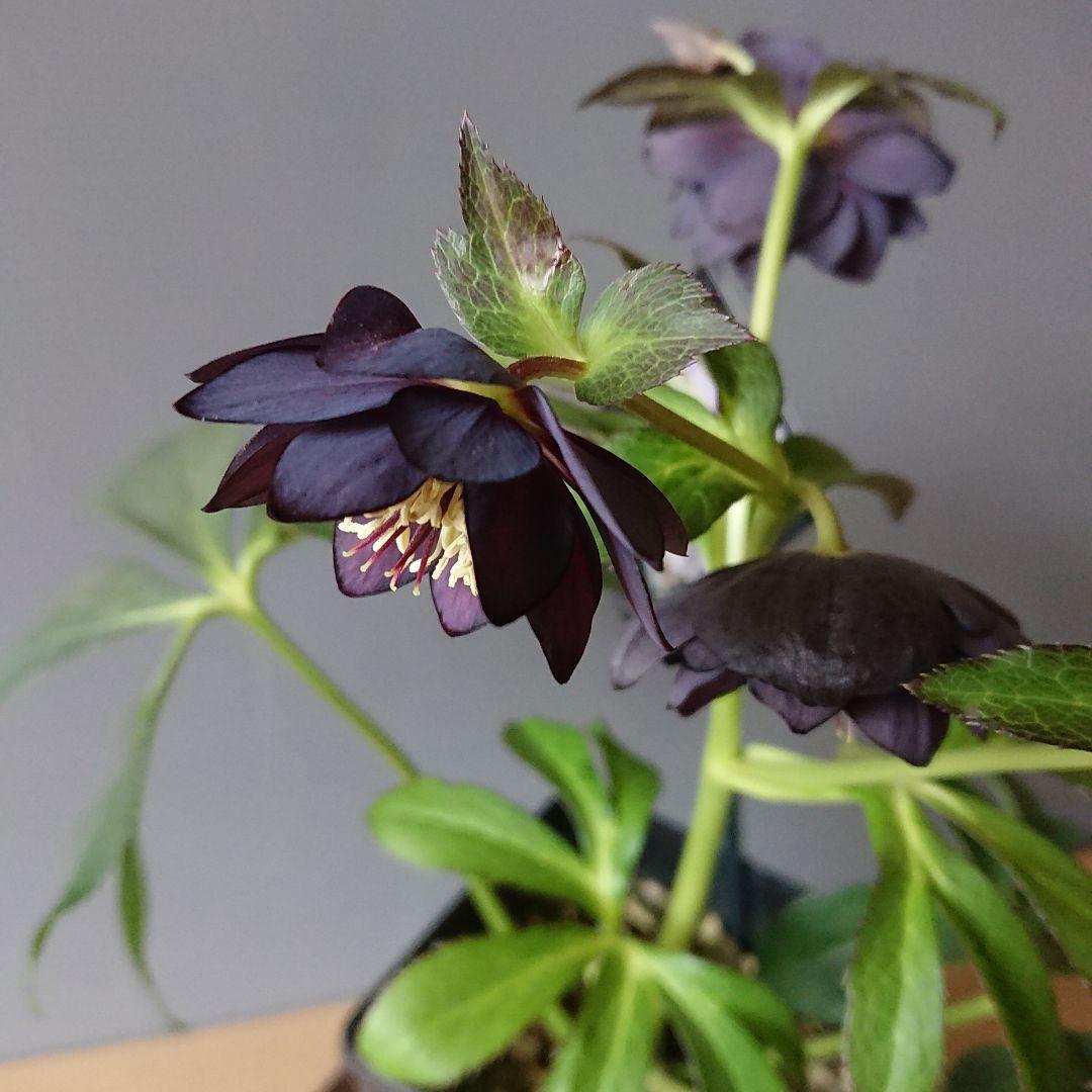 クリスマスローズ　ブラックdd　ウィンターシンフォニー　もうすぐ開花　蕾付