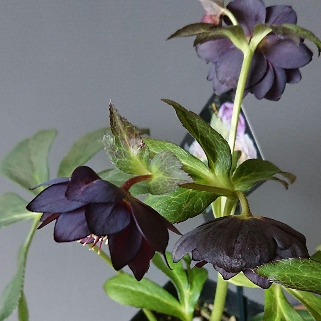 クリスマスローズ　ブラックdd　ウィンターシンフォニー　もうすぐ開花　蕾付