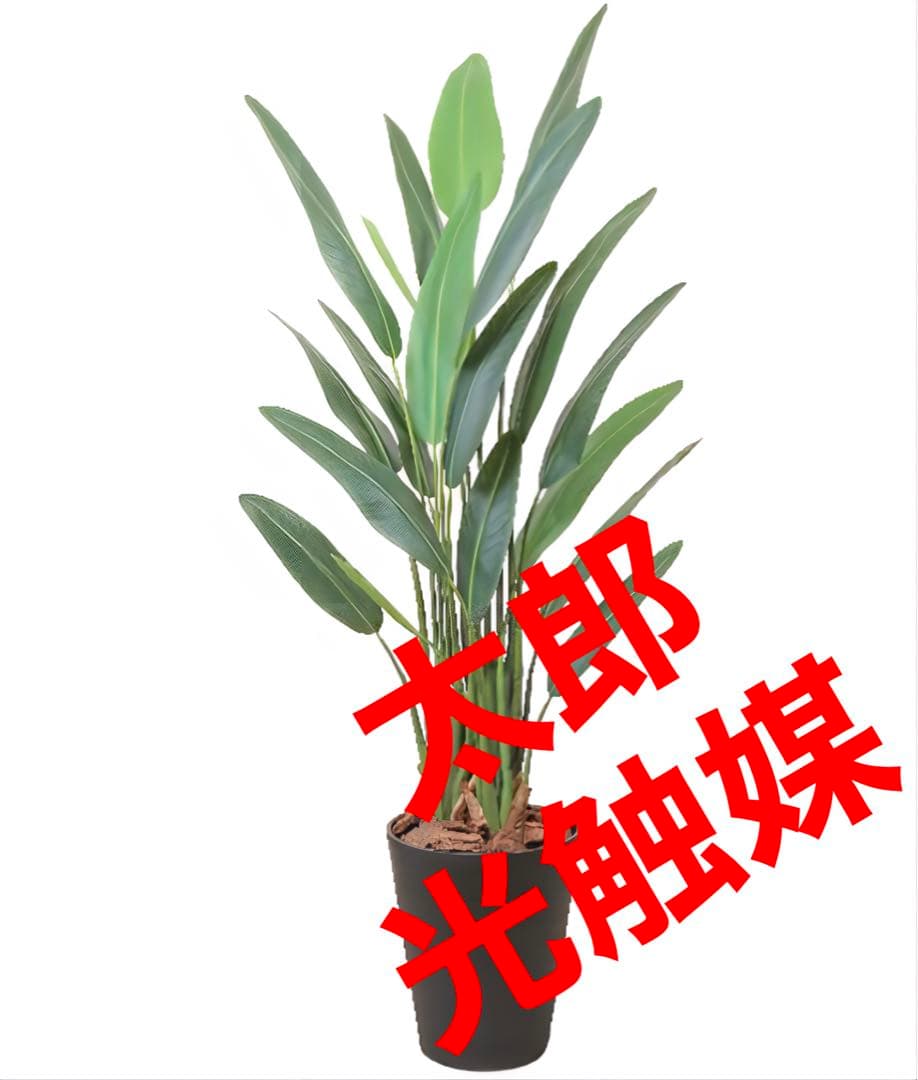 光触媒　人工観葉植物　ウォールグリーン　フェイクグリーン　ストレチアレギア