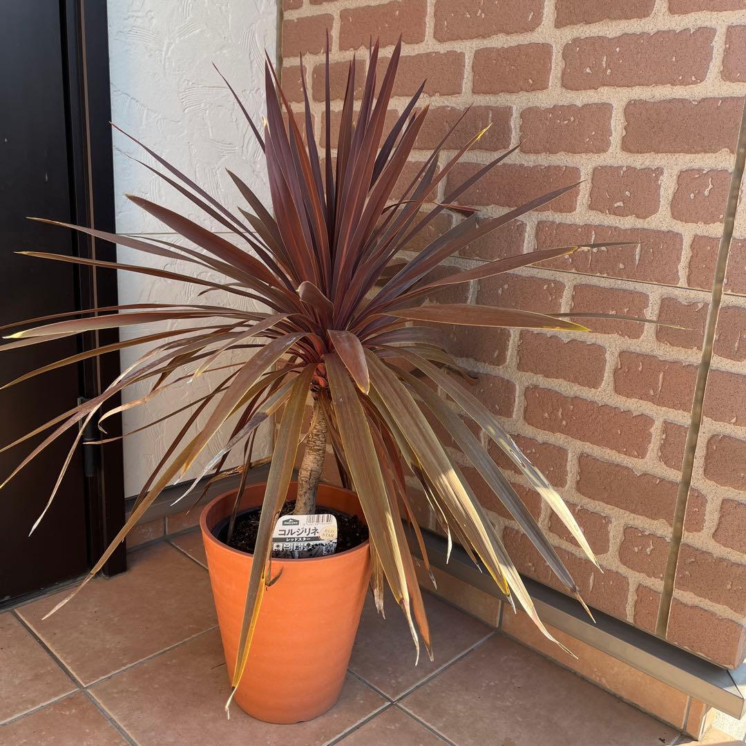 m*様 コルジリネ レッドスター 約70cm