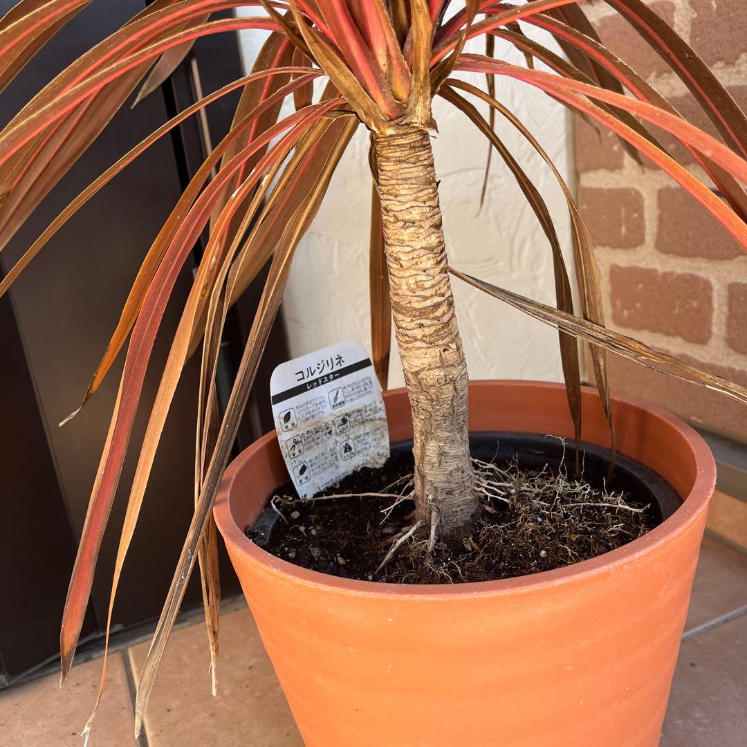 m*様 コルジリネ レッドスター 約70cm