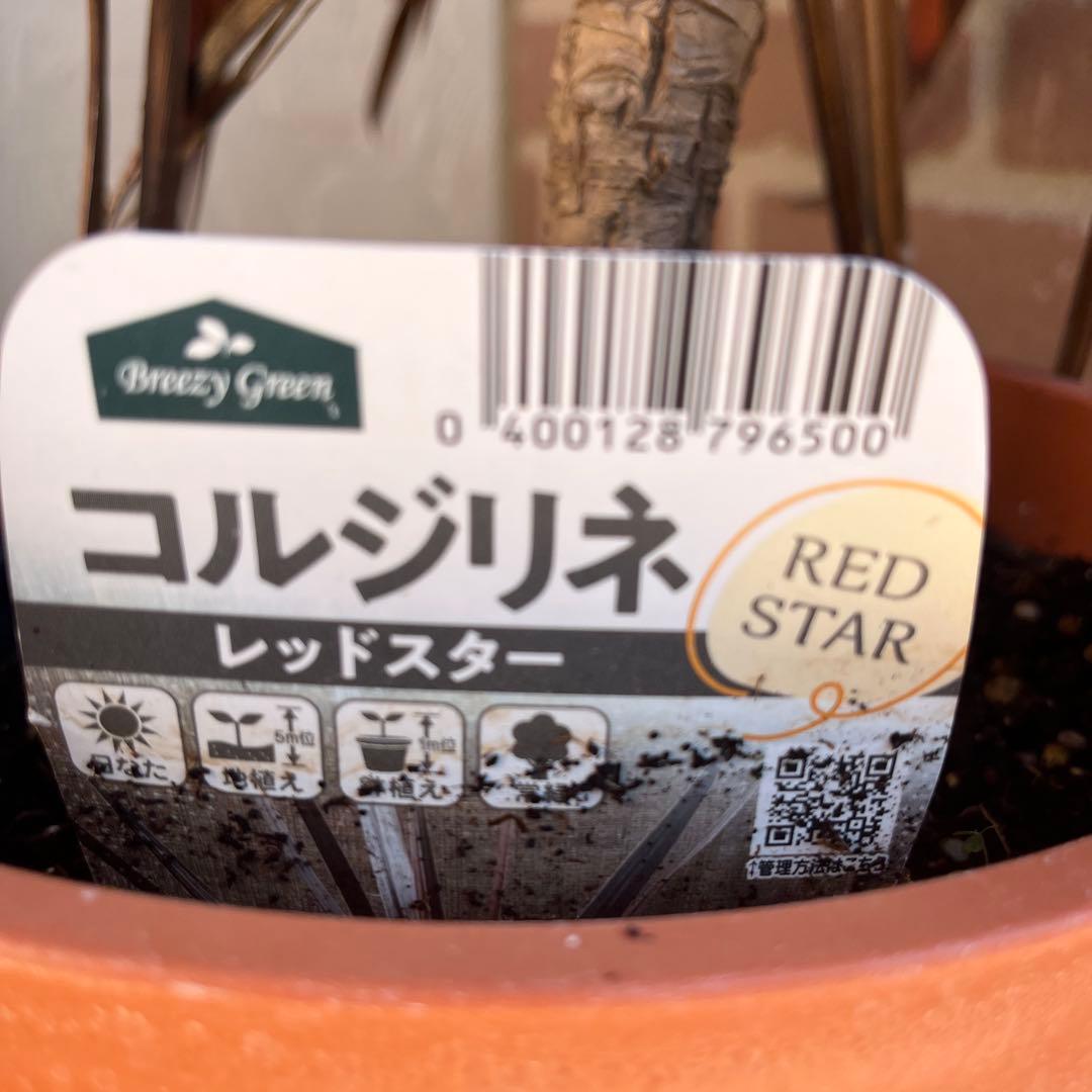 m*様 コルジリネ レッドスター 約70cm