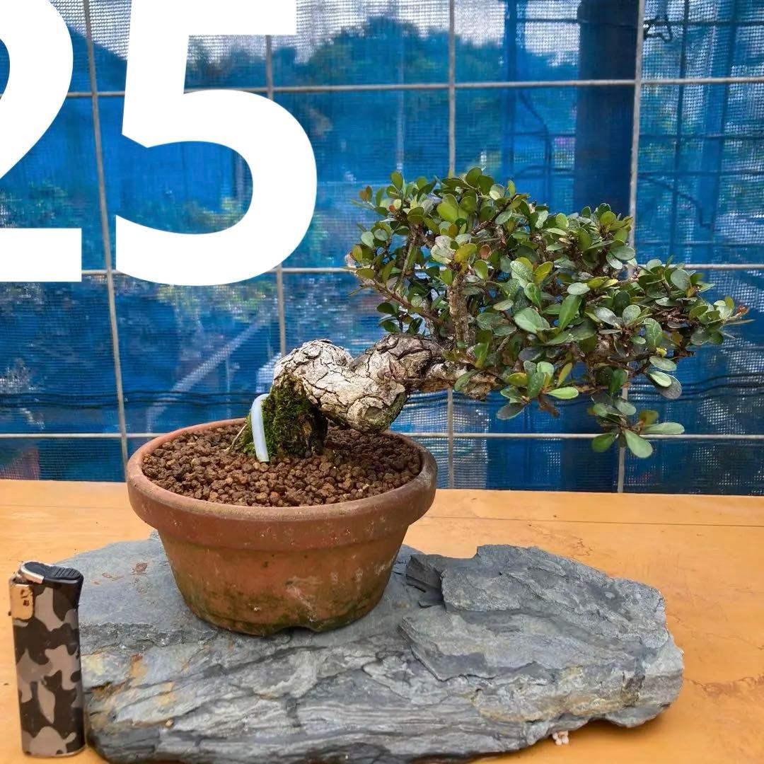 ハリツルマサキ(マッコウ)