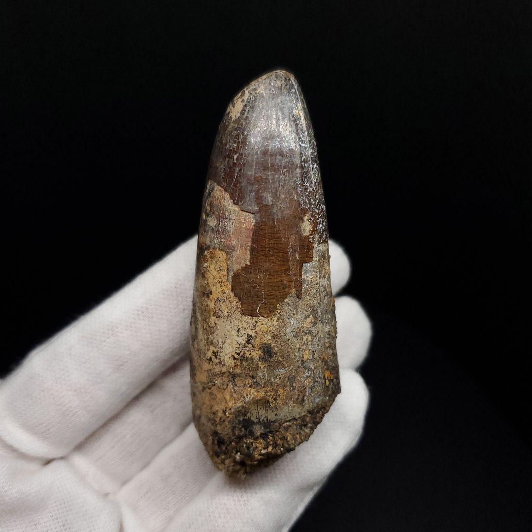 巨大ワニ サルコスクス 歯 化石 ニジェール産 75.87mm  fr138