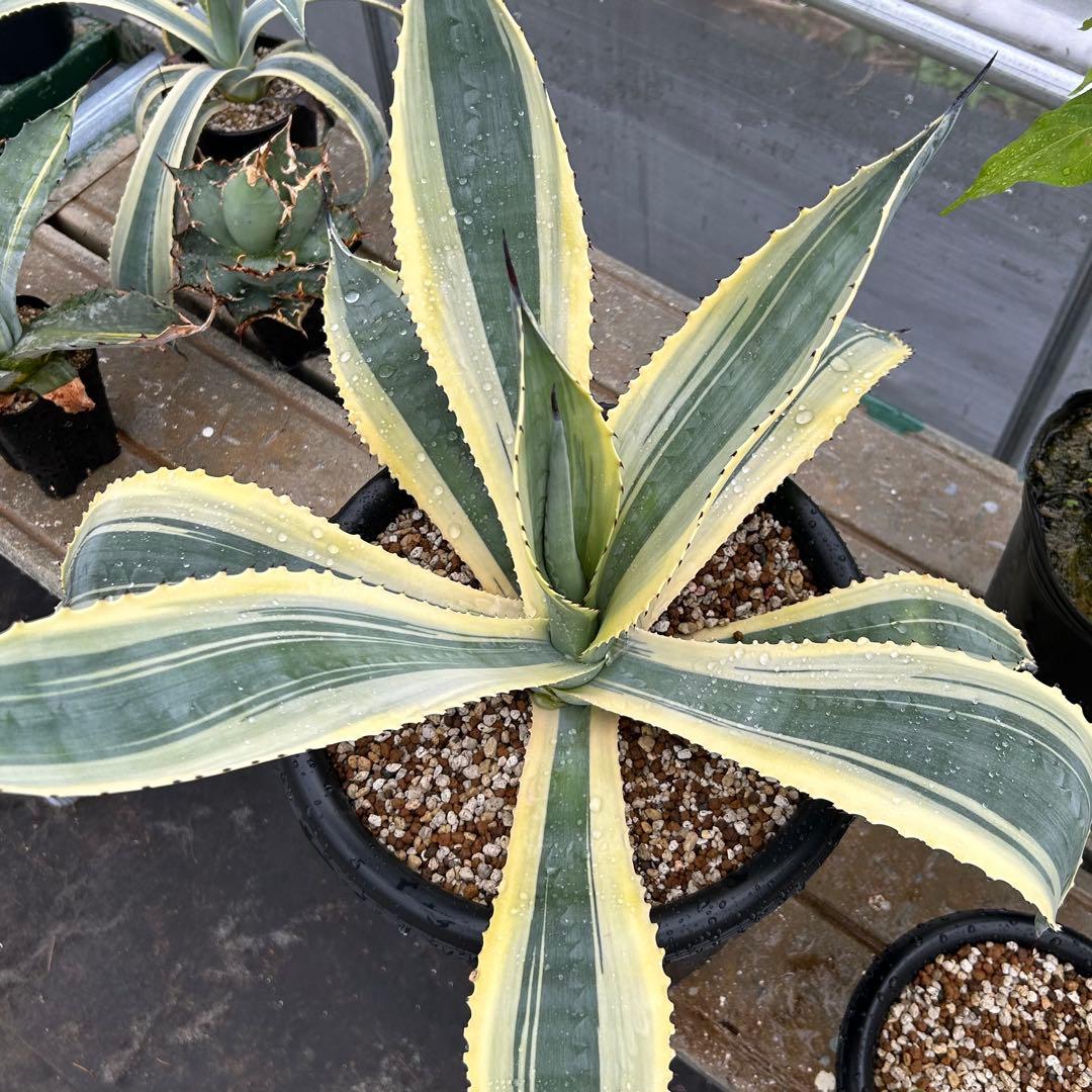 【美中株】アガベ　リップルエフェクト　発根済み