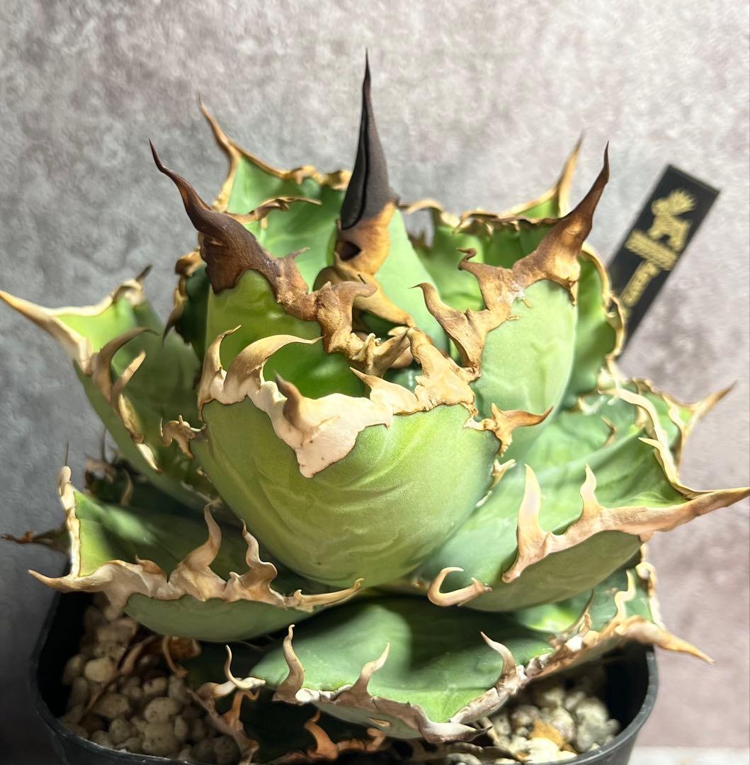 アガベ　チタノタ　シーザー　美株　ボール形　タグ付き　【S】