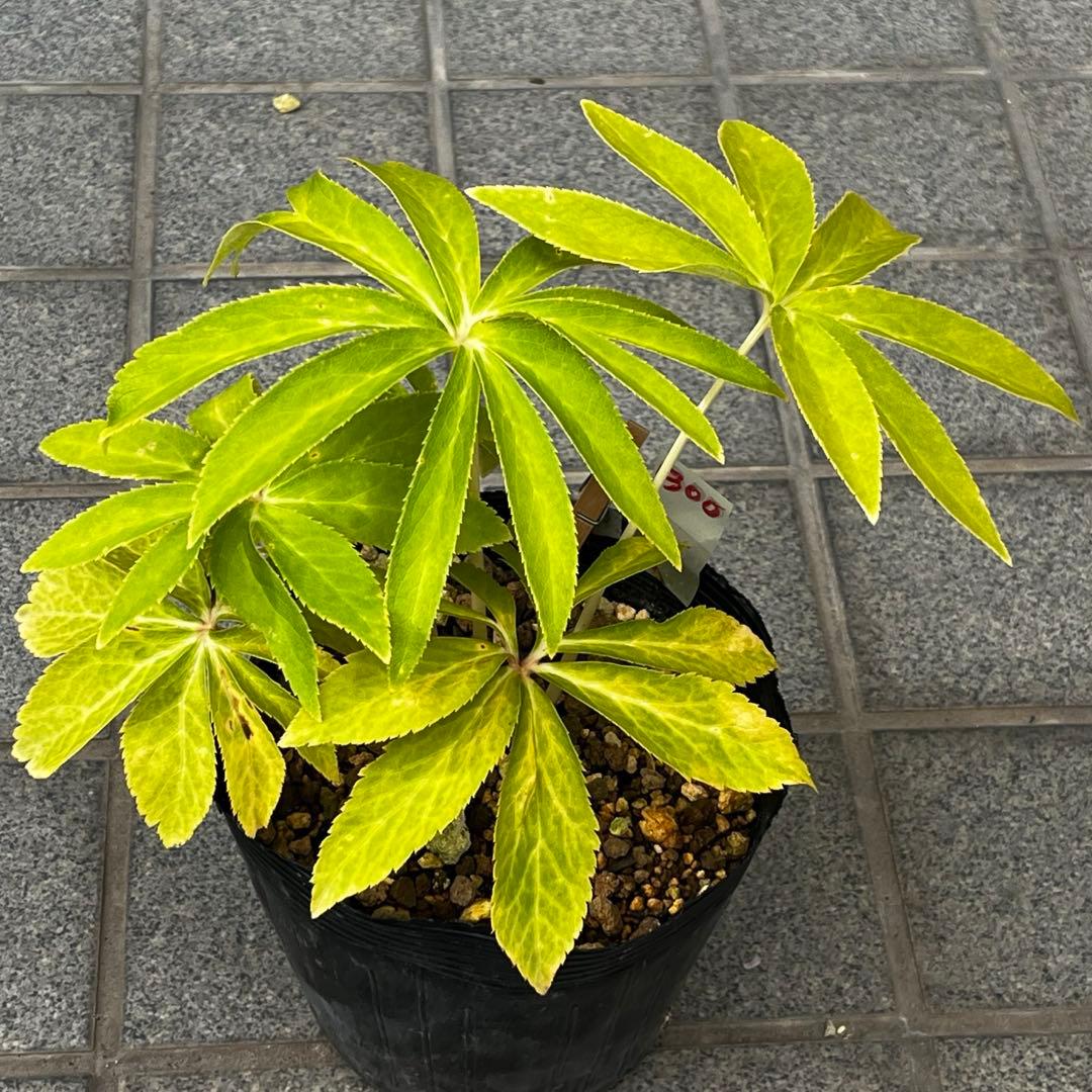 さ*き様 ❤️充実株❤️☘️お盆イベント☘️1300 ⭐️超透明感⭐️【蜃気楼】