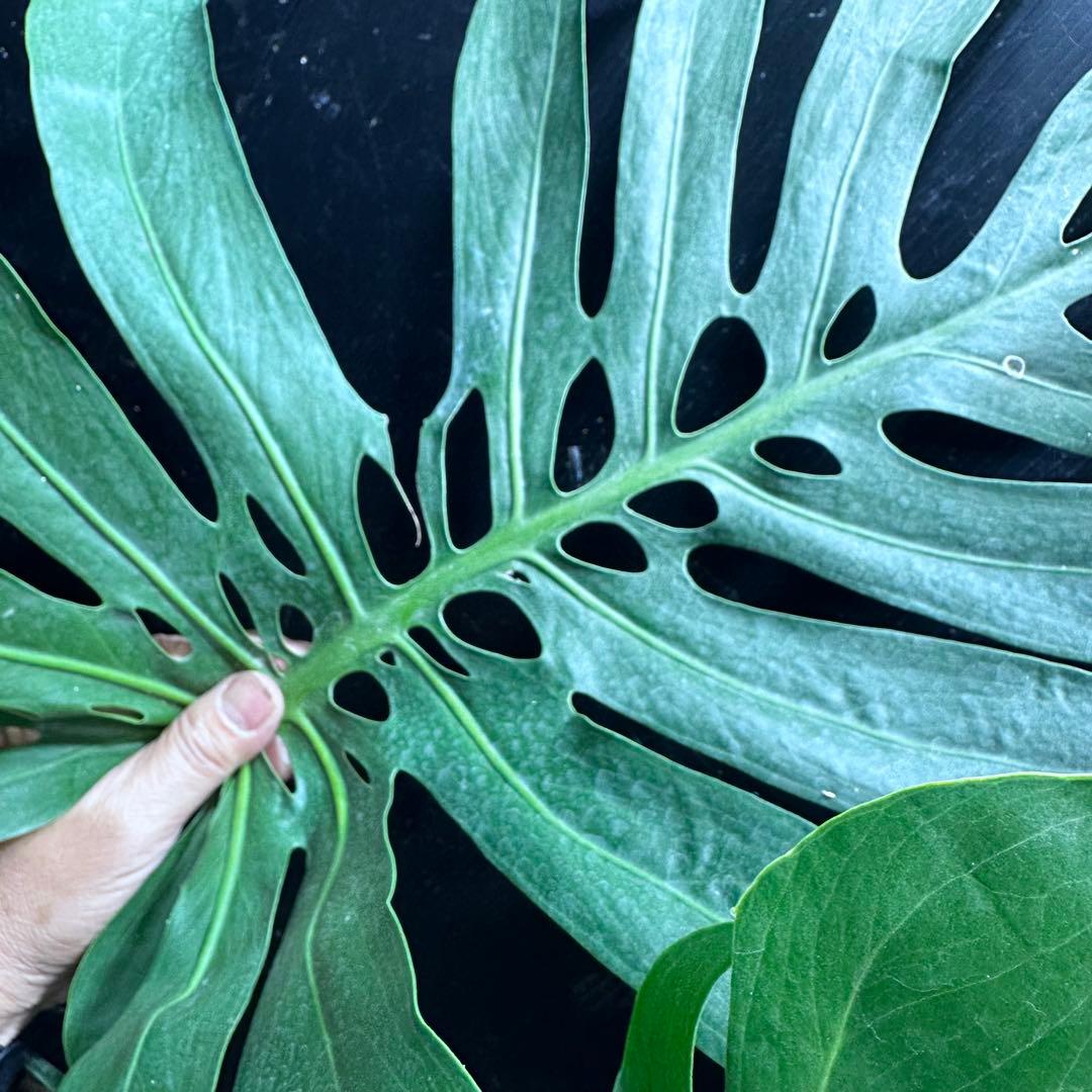 モンステラデリシオーサマクロコズム超希少系統鉢植え103㎝