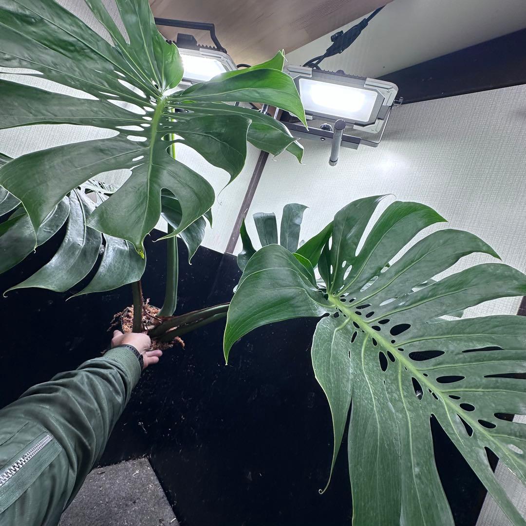 モンステラデリシオーサマクロコズム超希少系統鉢植え103㎝