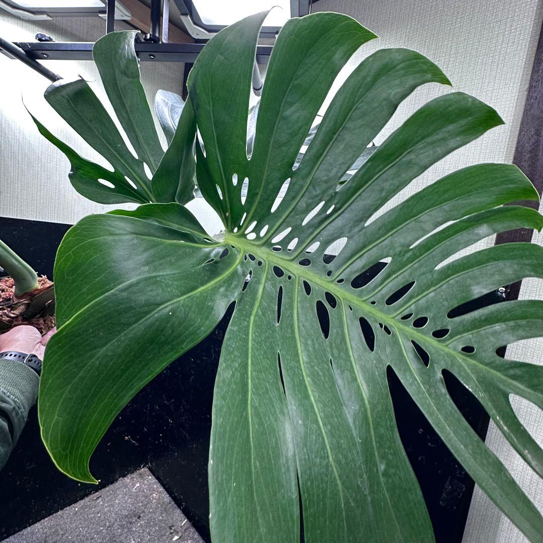 モンステラデリシオーサマクロコズム超希少系統鉢植え103㎝