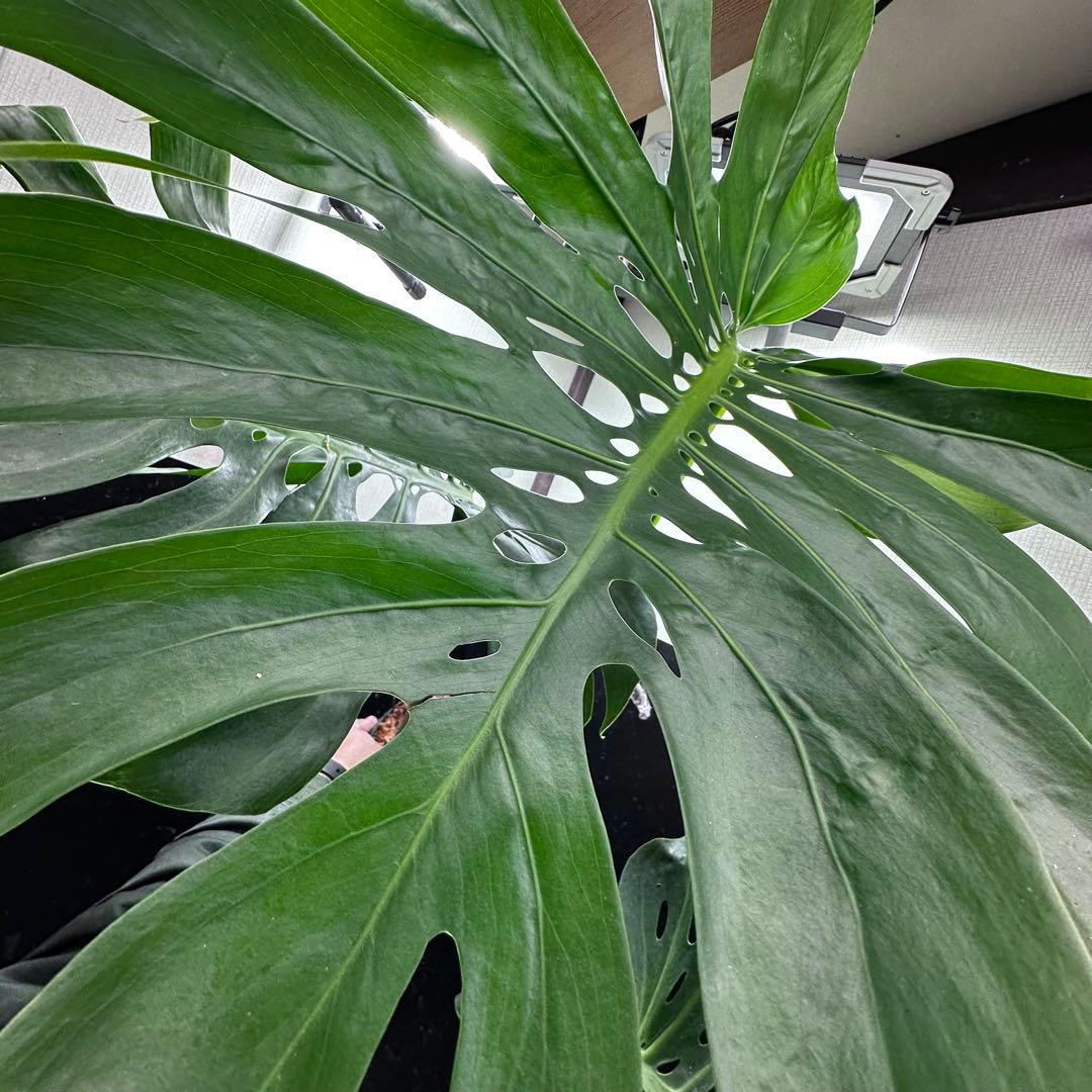 モンステラデリシオーサマクロコズム超希少系統鉢植え103㎝