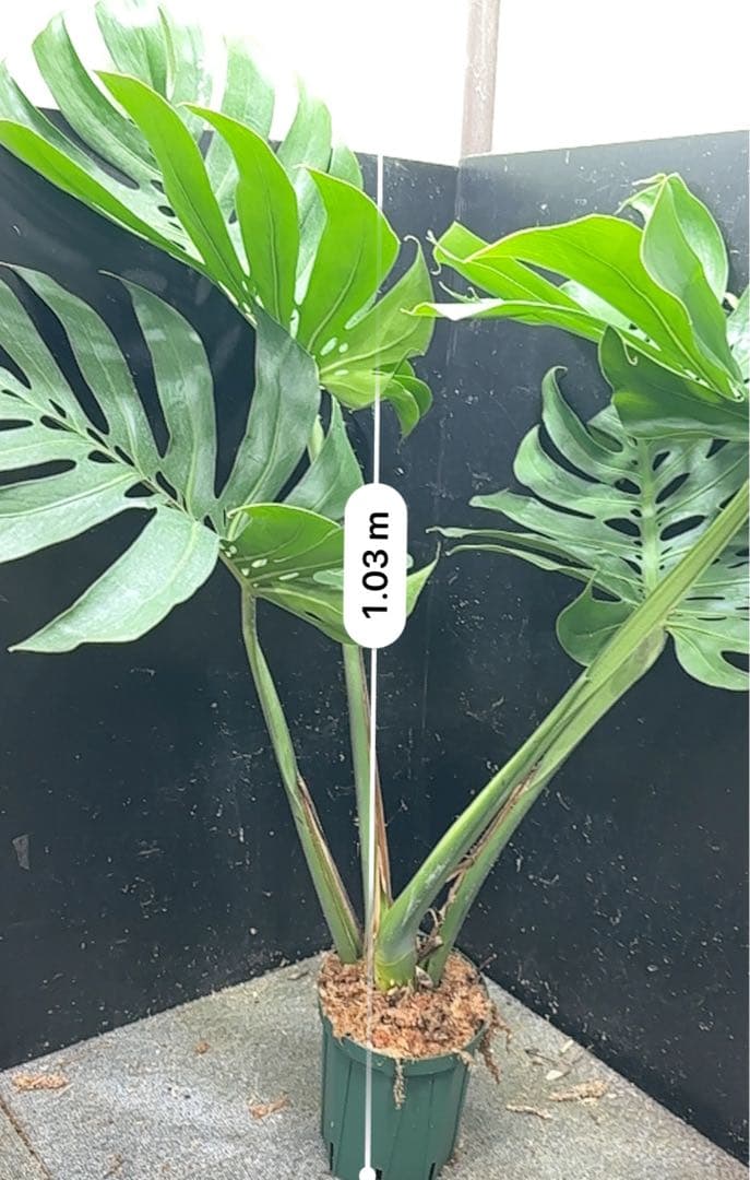 モンステラデリシオーサマクロコズム超希少系統鉢植え103㎝