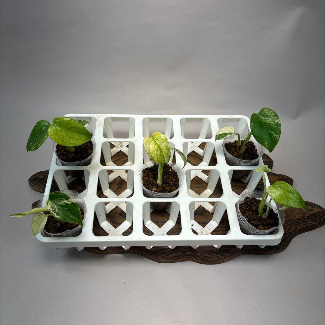 ち*え様 5株セットms54モンステラ バールマルクスフレーム