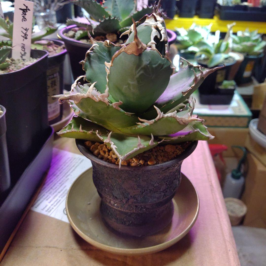 アガベ 　九尾狐④　鉢ごと匿名発送！