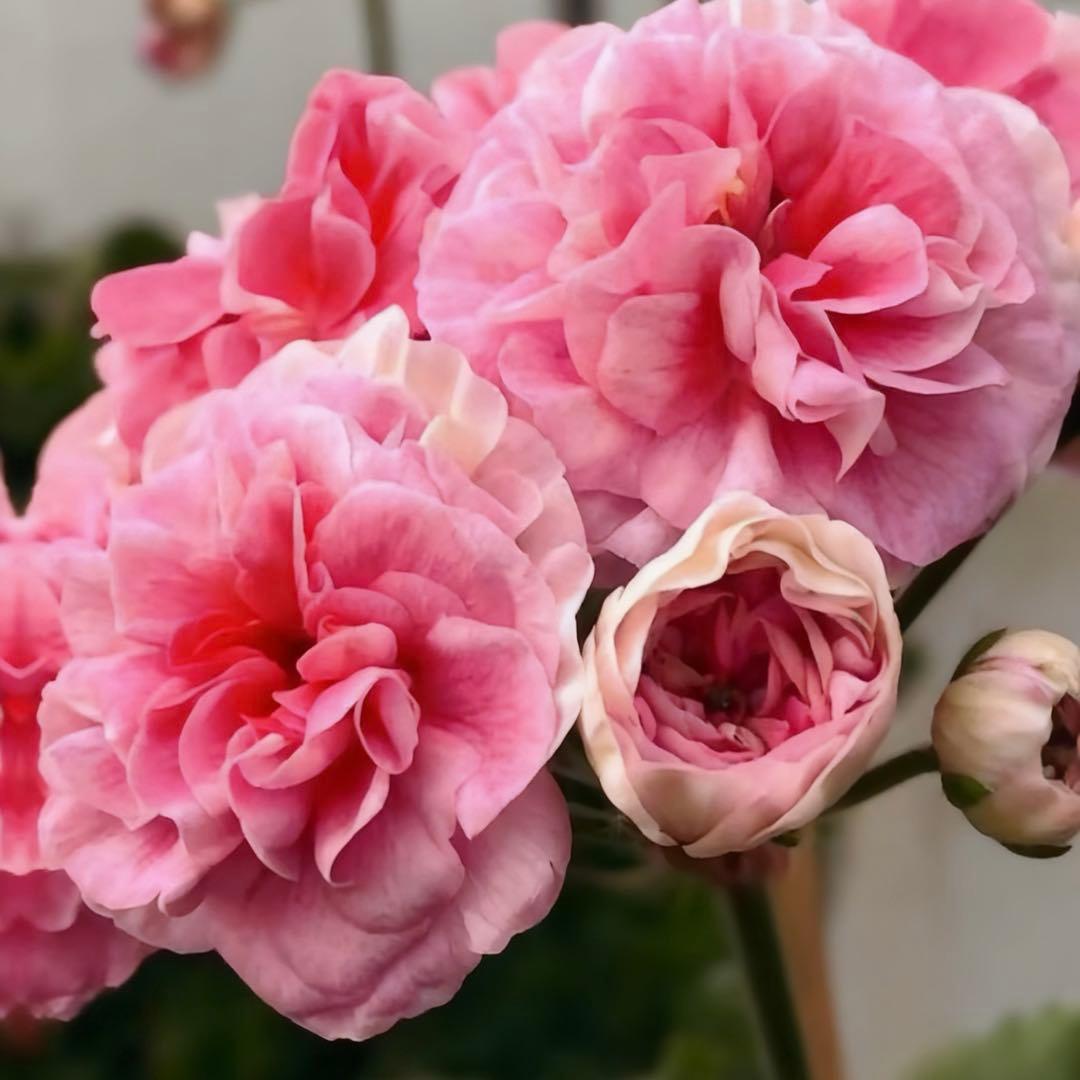 超新品ゼラニウム苗