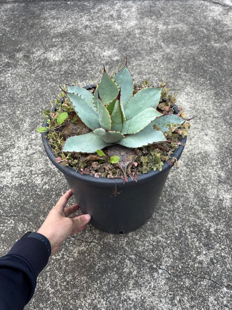 アガベ　パリーハイブリッド　鉢毎発送致します。検　リップルエフェクト