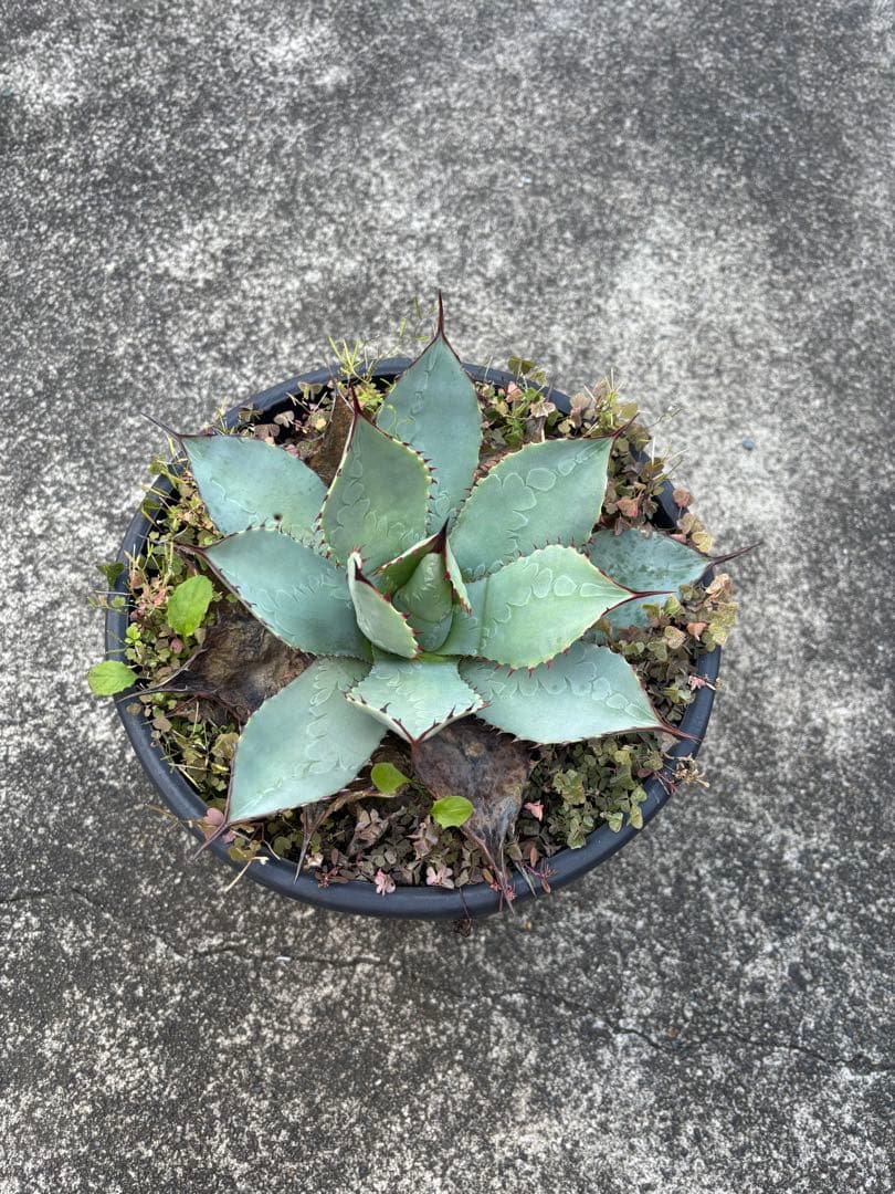 アガベ　パリーハイブリッド　鉢毎発送致します。検　リップルエフェクト