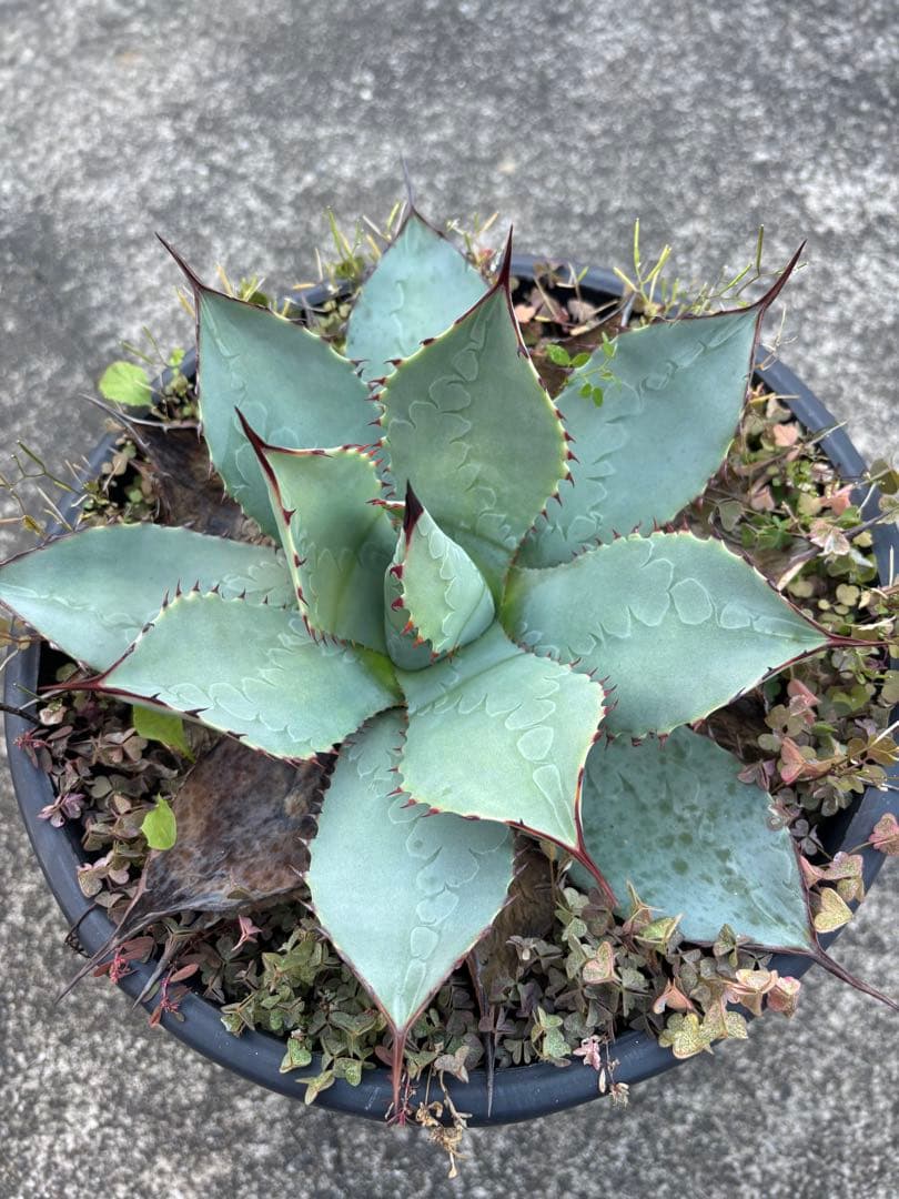 アガベ　パリーハイブリッド　鉢毎発送致します。検　リップルエフェクト