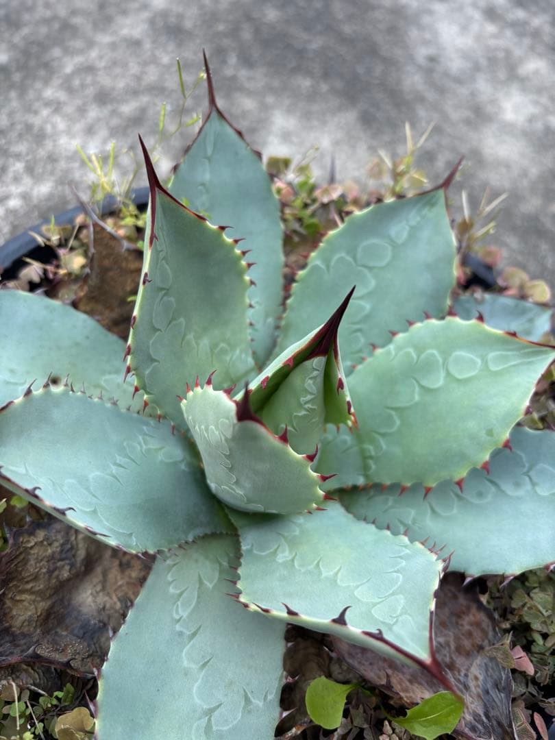 アガベ　パリーハイブリッド　鉢毎発送致します。検　リップルエフェクト