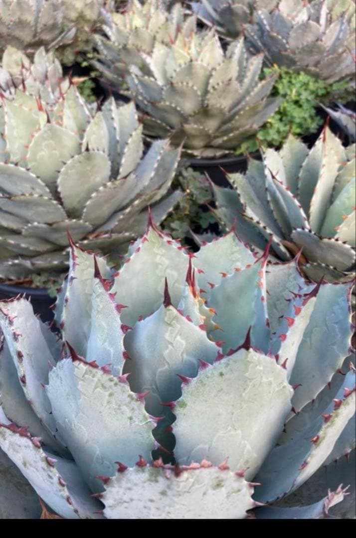 アガベ　パリーハイブリッド　鉢毎発送致します。検　リップルエフェクト