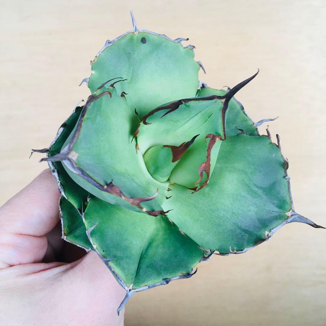 破壊神 TC株 黒棘タイプ アガベ チタノタ ジャガーノート