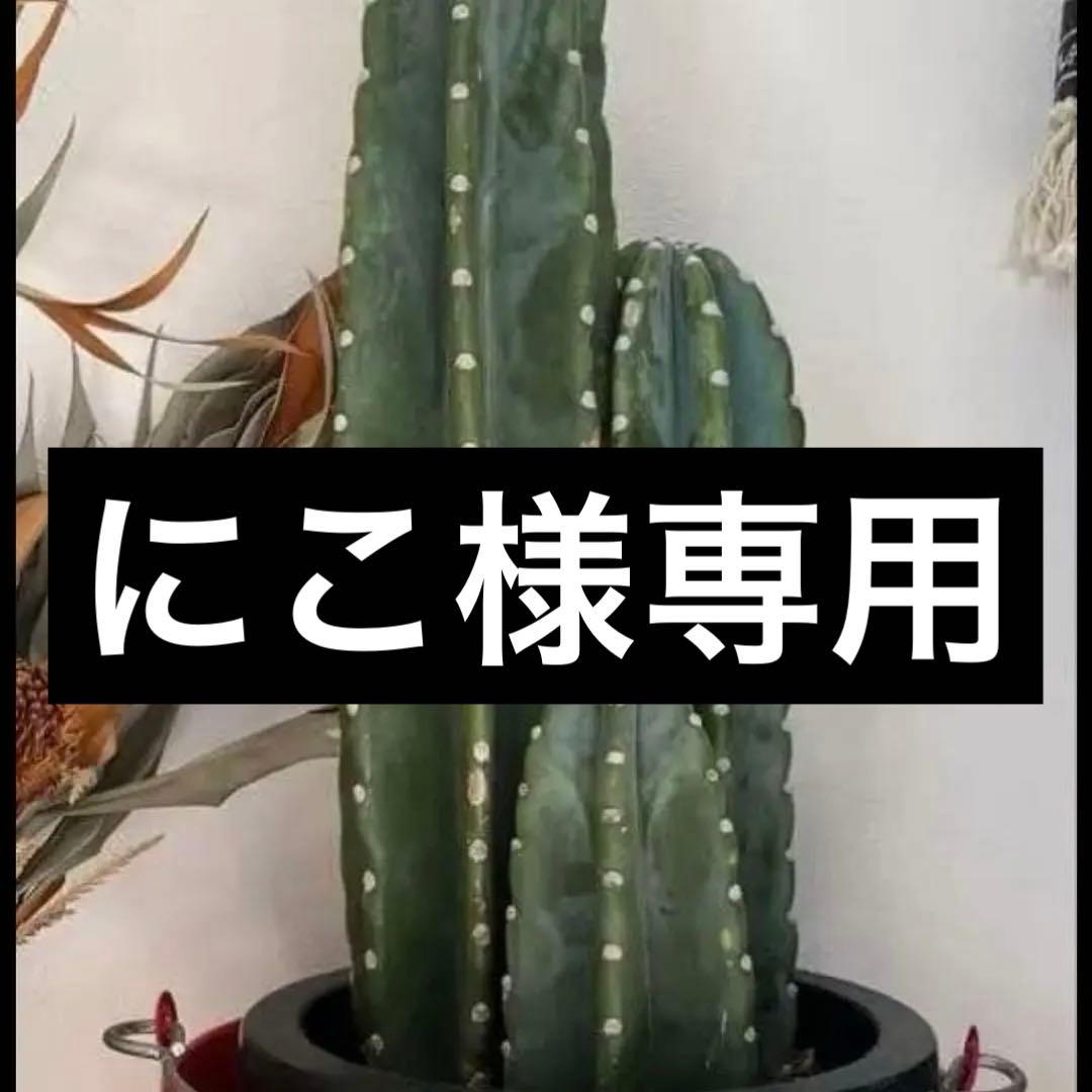 にこ　柱サボテン