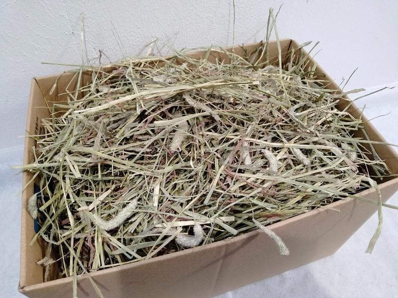 US産 チモシー 50kg ２番刈り ソフトSプレミアム