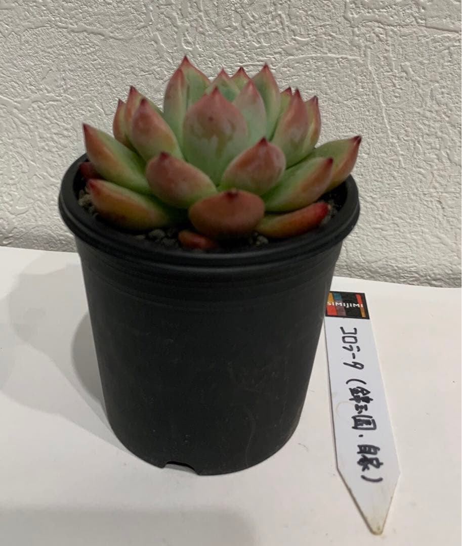 simijimiさん苗　錦玉園コロラータ　自家　札つき　鉢ごと