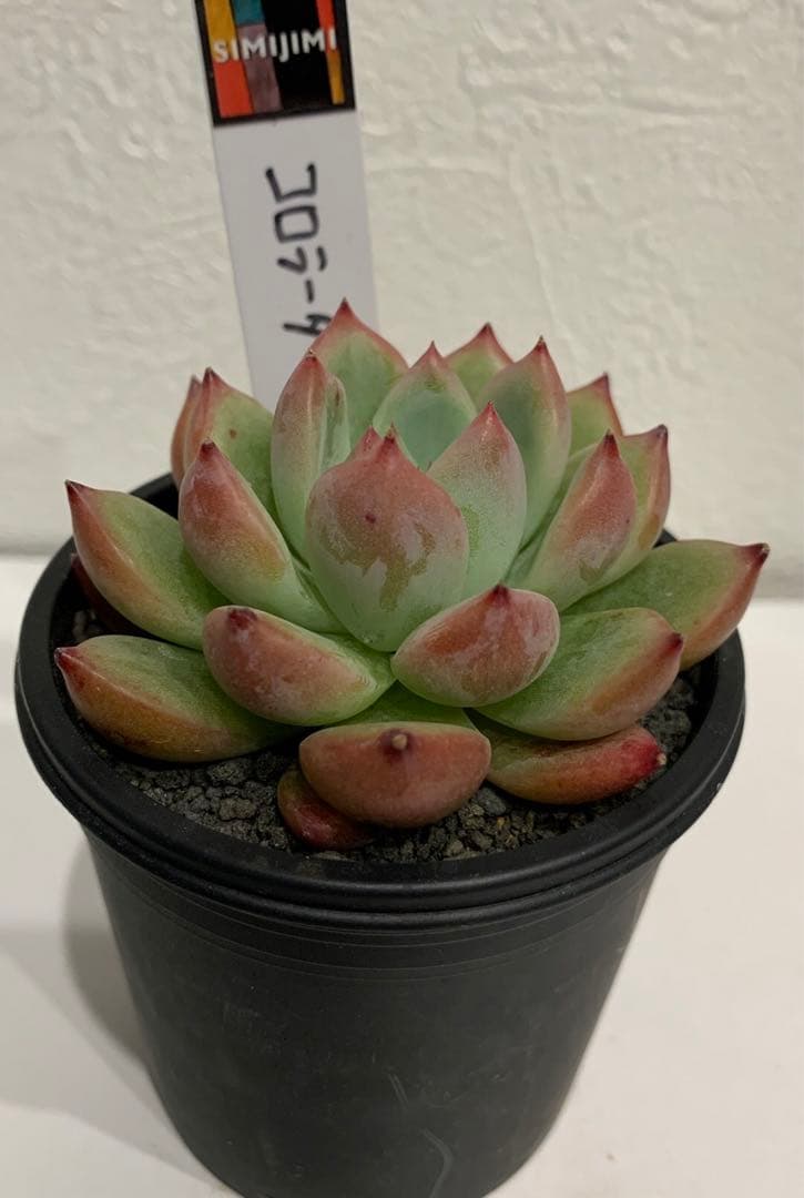 simijimiさん苗　錦玉園コロラータ　自家　札つき　鉢ごと