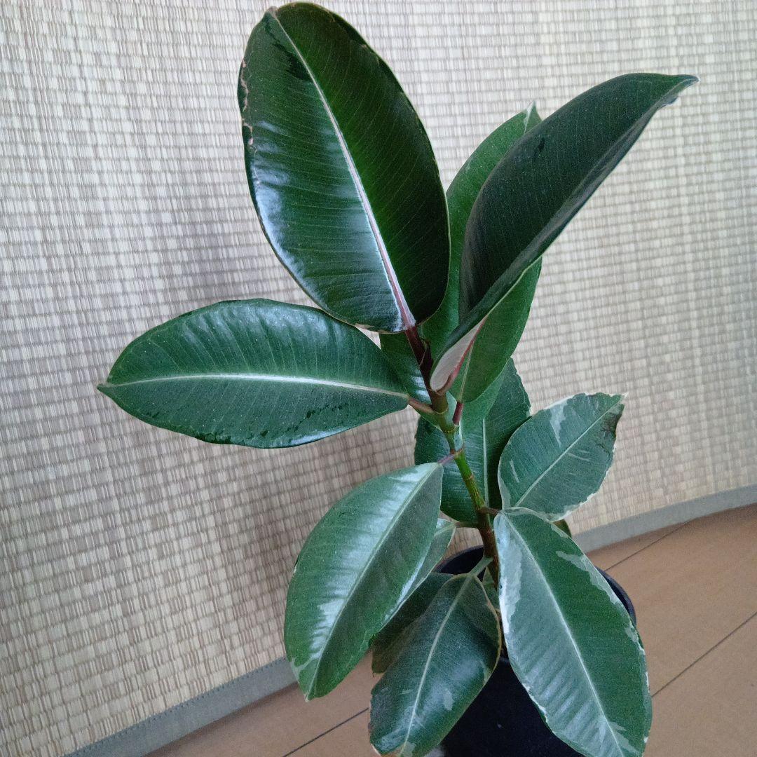 フィカス　エラスティカ　\"ドリーミーアサヒ\"