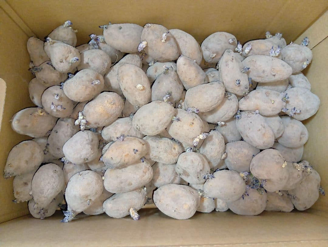 インカのめざめ 種芋 7kg