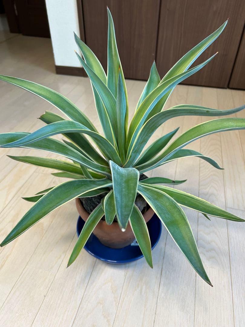 アガベ 観葉植物 中型 テラコッタ鉢