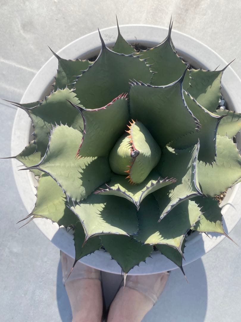 アガベ 姫吉祥天