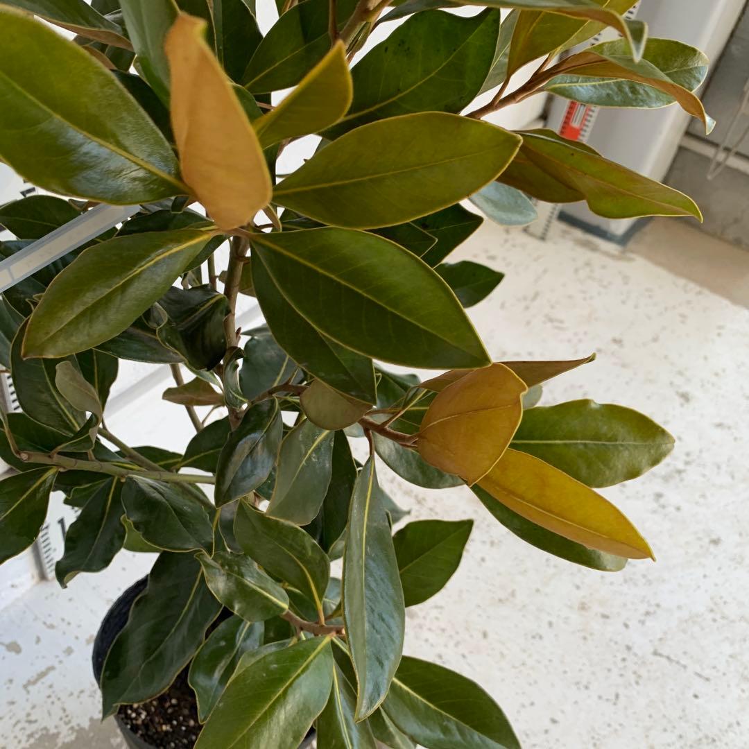 タイサンボク　リトルジェム　約90cm 苗木/希少種 03