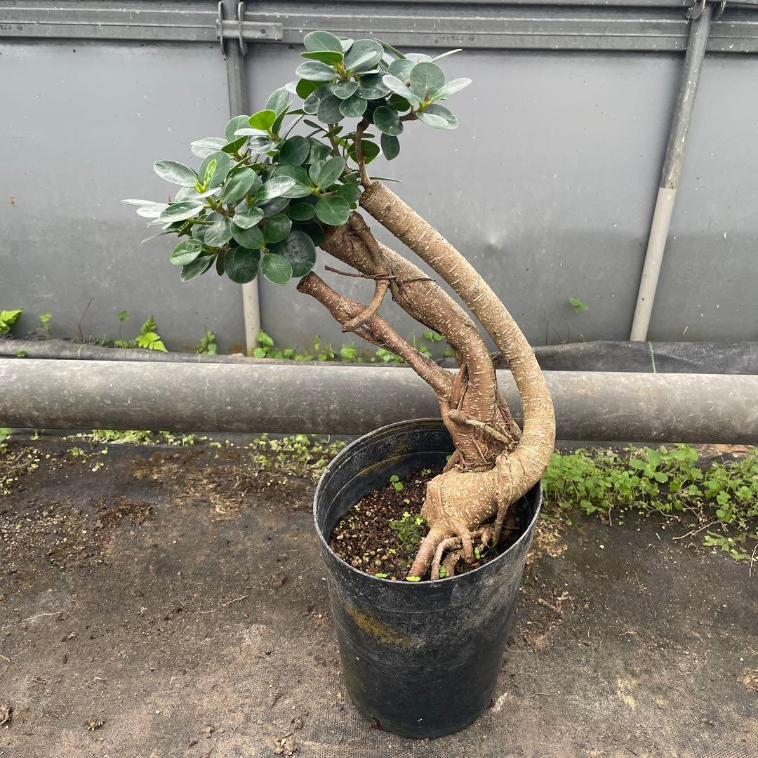 パンダガジュマル　コパンダ接木　6号サイズ