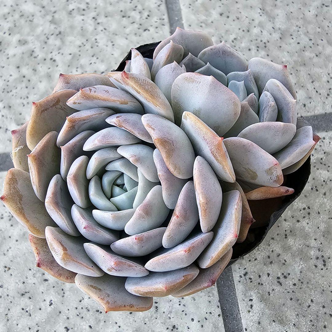 秘境ゼリー、多肉、エケベリア