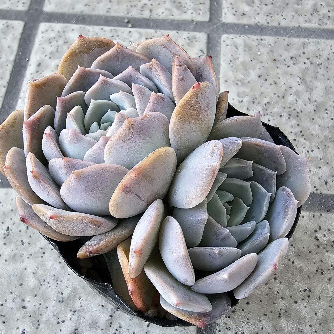 秘境ゼリー、多肉、エケベリア