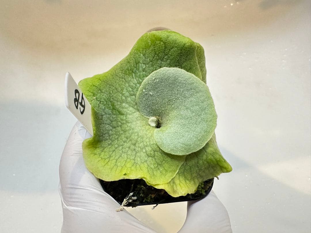 やまと　willinckii super dwarf