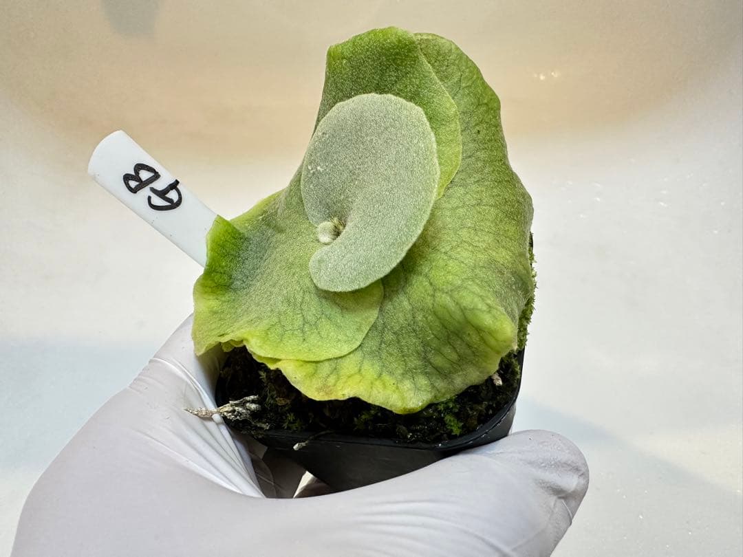 やまと　willinckii super dwarf