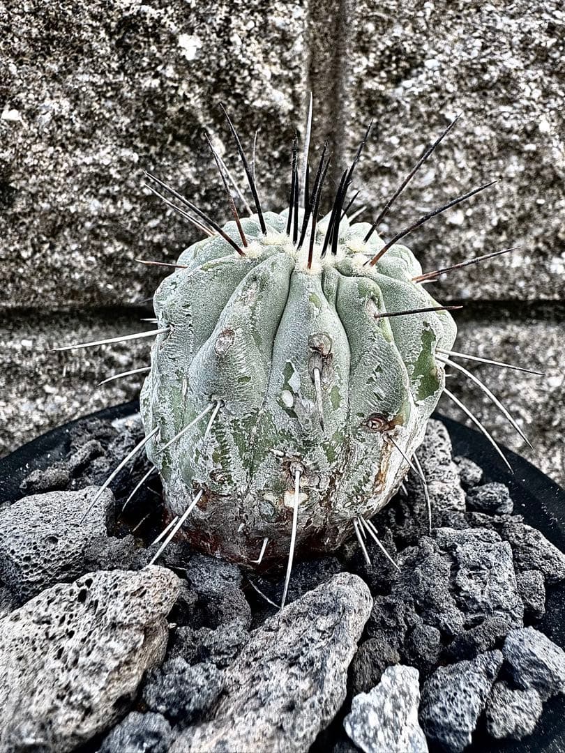 発根済み コピアポア デアルバータ 黒士冠 カキコ自根　鉢ごと発送