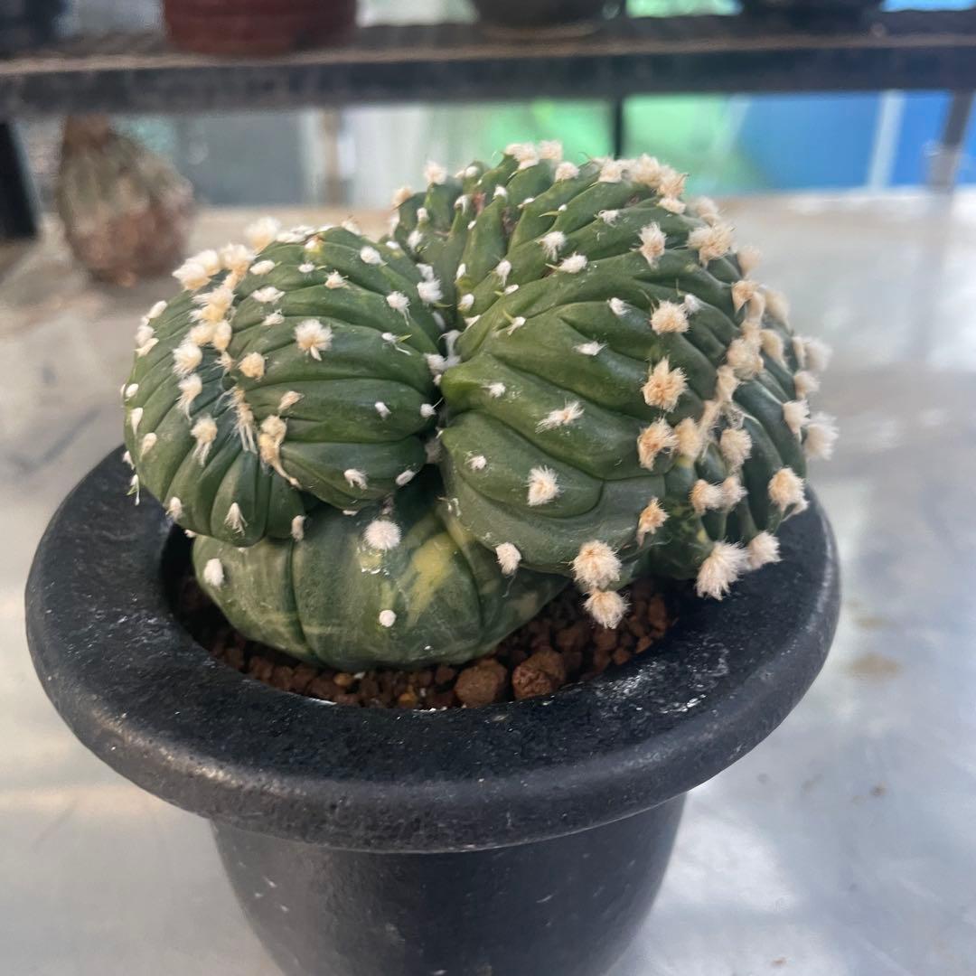 コレクション株❗️ 瑠璃兜錦　綴化　実生　アストロフィツム