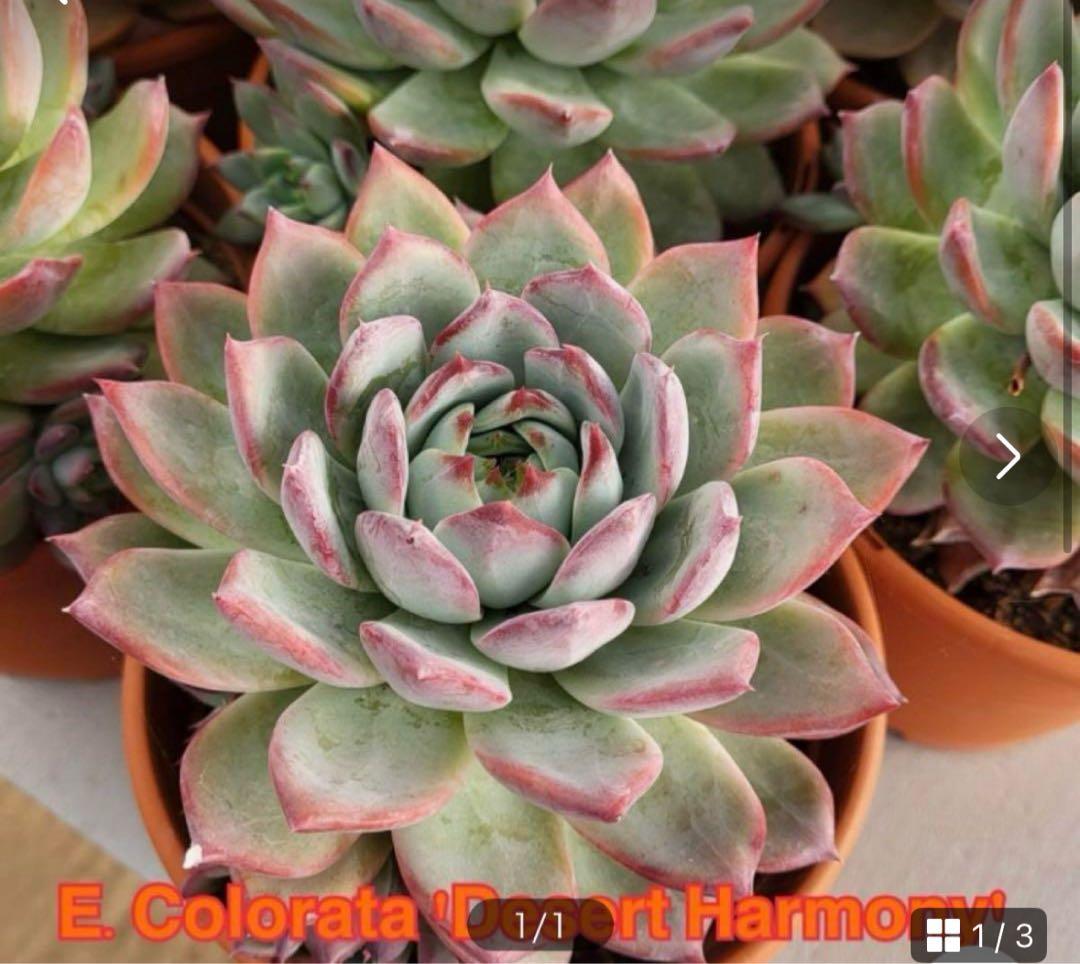 種子1000粒　デザートハーモニー　レオゴンザレス